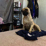 Gordo joined the competition — help win amazing prizes! pug, dog, bed, blanket, clothing, coat, shelf, shoes, indoor, pet, furniture, curious, head_tilt, beige, navy_blue, textured, room, casual, domestic, relaxed