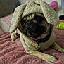 Gordo joined the competition — help win amazing prizes! pug, dog, pet, costume, bunny_ears, blanket, bedroom, plush, cute, animal, indoor, fur, collar, toy, resting, canine, closeup, pink, cozy, sleepy