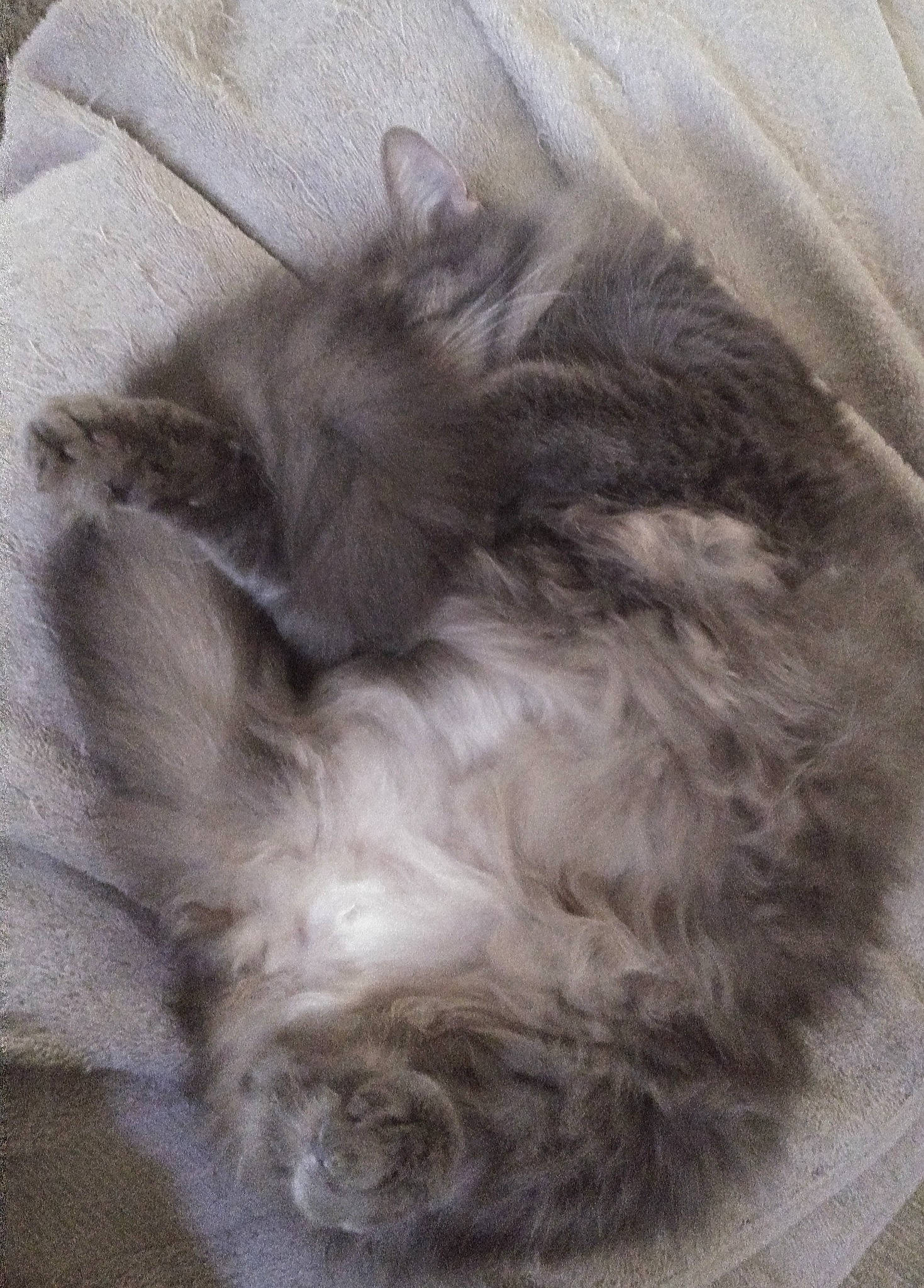 Churchill joined the competition — help win amazing prizes! canidae, carnivore, claw, companion_dog, dog, dog_breed, ear, fawn, felidae, fur, grey, liver, paw, small_to_medium_sized_cats, snout, sporting_group, tail, toy_dog, whiskers, working_animal