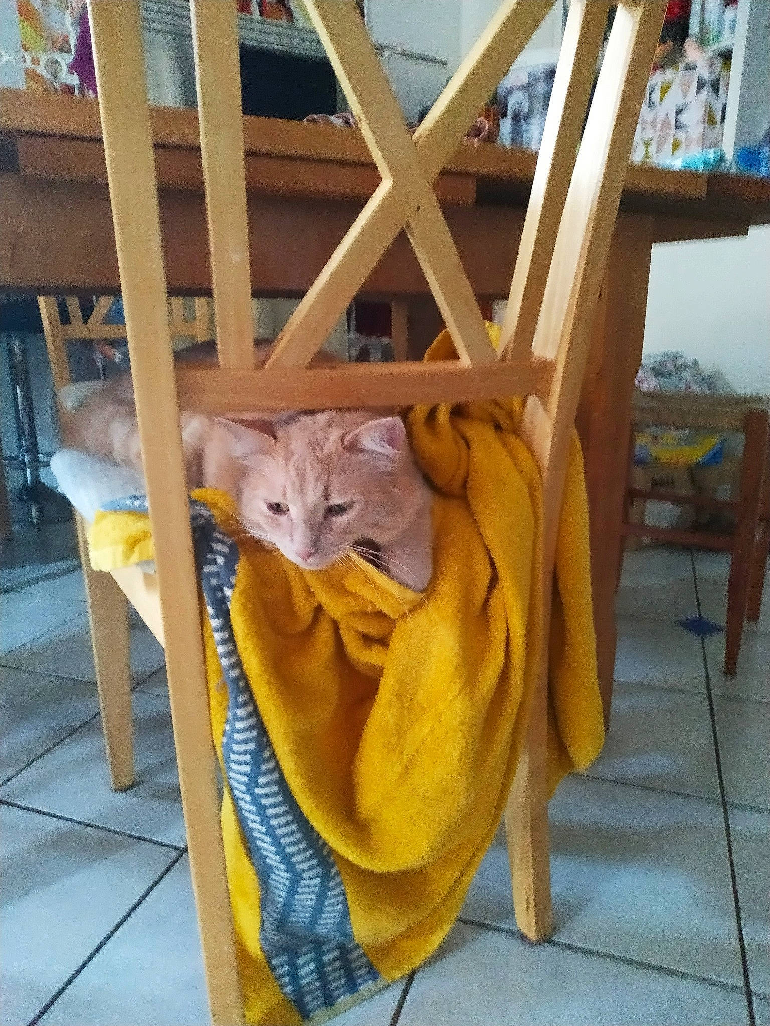 Bucky participe au concours pour gagner de l'argent avec cette photo : carnivore, cat, fawn, felidae, small_to_medium_sized_cats, whiskers, wood