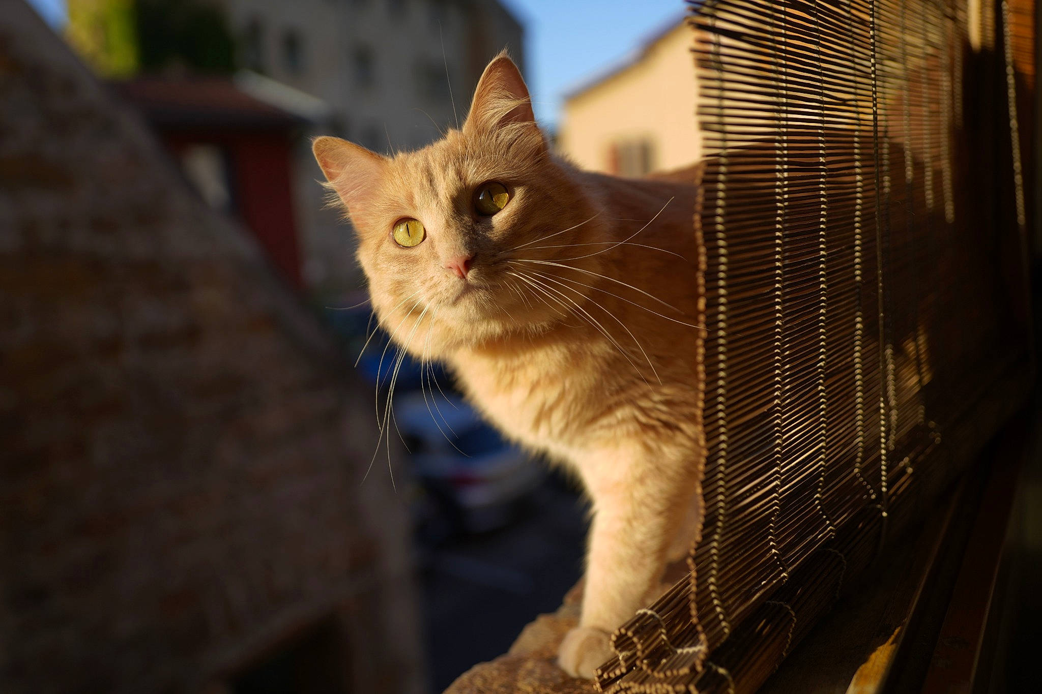 Bucky a rejoint le concours — aidez-le/la à gagner de superbes lots ! aegean_cat, asian, carnivore, cat, domestic_short_haired_cat, european_shorthair, eye, fawn, felidae, fur, kitten, sand, sky, small_to_medium_sized_cats, snapshot, snout, sunlight, tabby_cat, whiskers, window