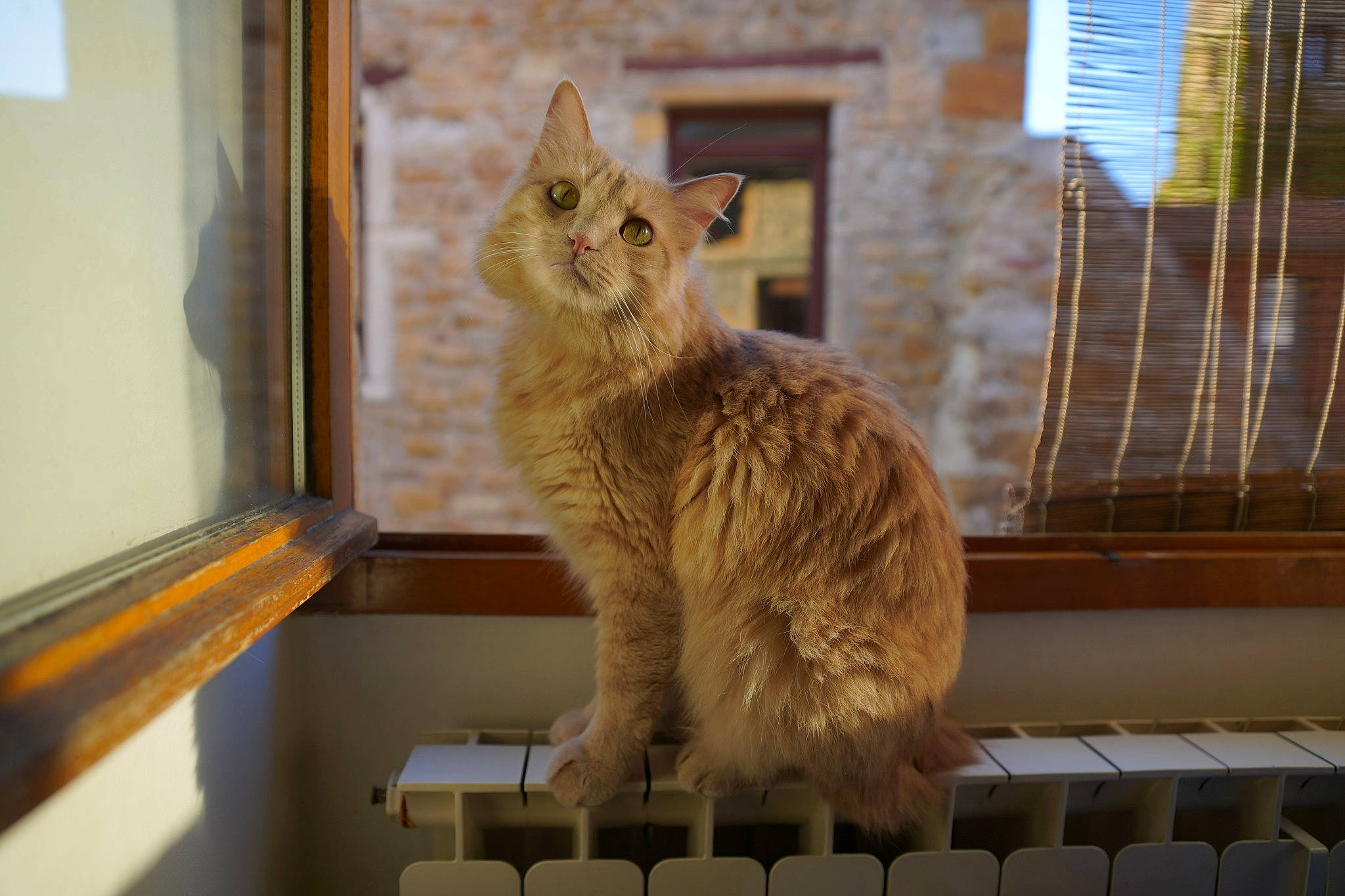 Bucky a rejoint le concours — aidez-le/la à gagner de superbes lots ! asian, carnivore, cat, domestic_short_haired_cat, european_shorthair, fawn, felidae, german_rex, kitten, mammal, small_to_medium_sized_cats, tabby_cat, vertebrate, whiskers, window