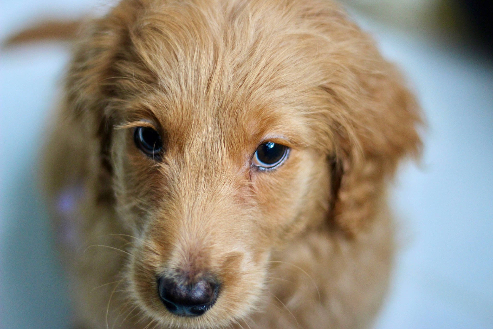 Lavender joined the competition — help win amazing prizes! canidae, carnivore, companion_dog, dog, dog_breed, fawn, fur, gun_dog, liver, pet_supply, puppy, retriever, snout, sporting_group, terrestrial_animal, whiskers, wildlife, working_animal