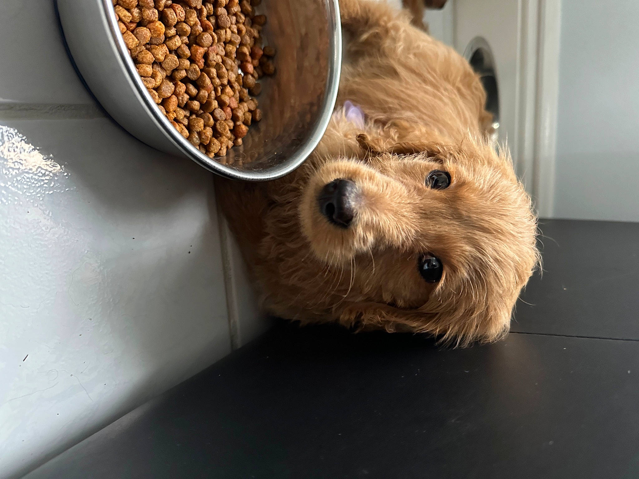 Lavender is registered to the contest to win money with this photo: animal_feed, bird_food, carnivore, companion_dog, dog, dog_breed, dog_clothes, dog_food, dog_supply, door, fur, ingredient, pet_food, pet_supply, seed, small_terrier, superfood, terrier, toy_dog, working_animal