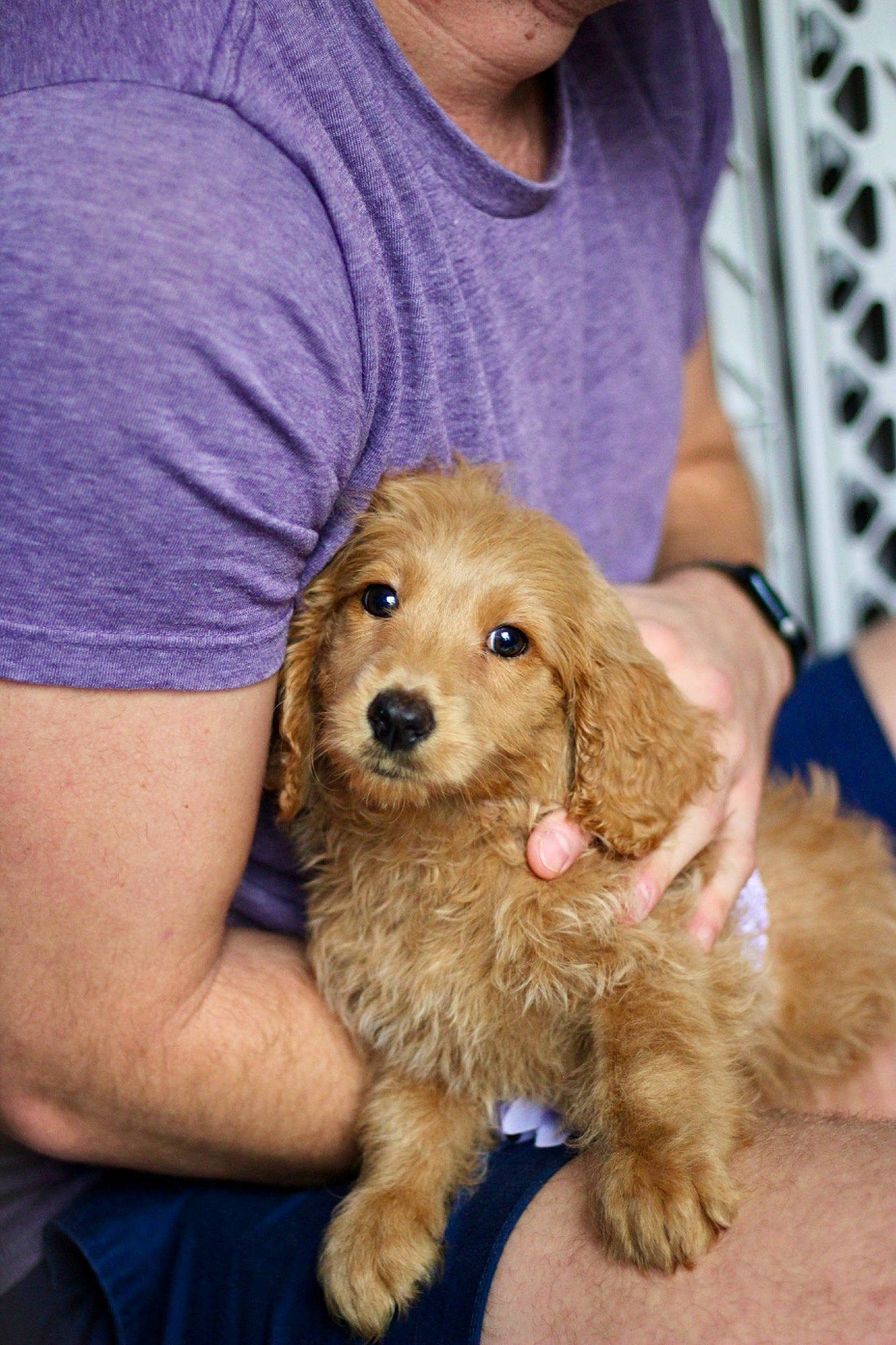 Lavender joined the competition — help win amazing prizes! canidae, carnivore, companion_dog, dog, dog_breed, dog_supply, fashion_accessory, fawn, fur, liver, puppy, snout, sporting_group, t_shirt, toy_dog, working_animal