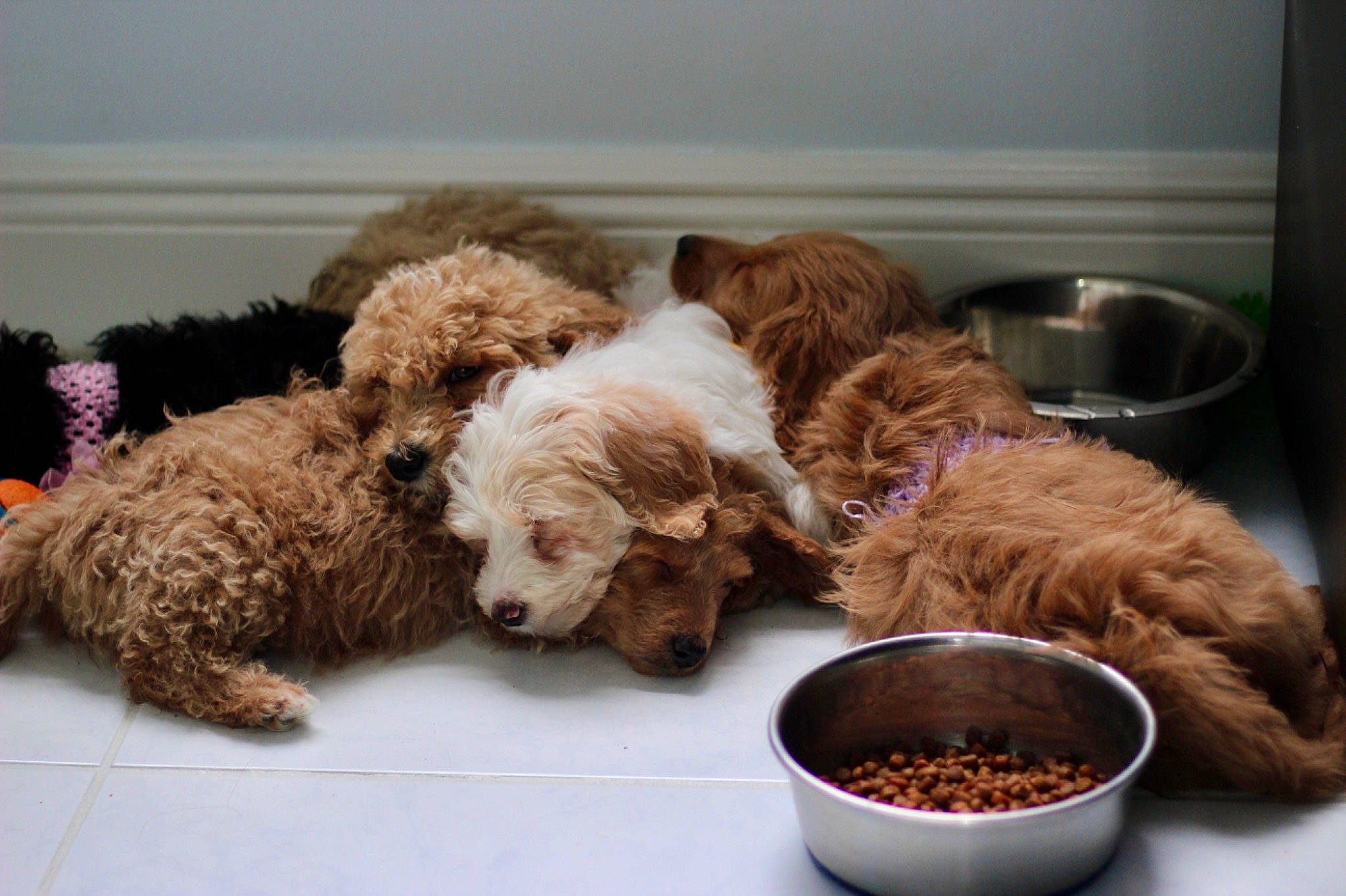 Lavender joined the competition — help win amazing prizes! animal_feed, carnivore, companion_dog, cuisine, dog, dog_breed, dog_food, dog_supply, fawn, food, ingredient, liver, pet_food, pet_supply, poodle, recipe, small_animal_food, toy, toy_dog, water_dog