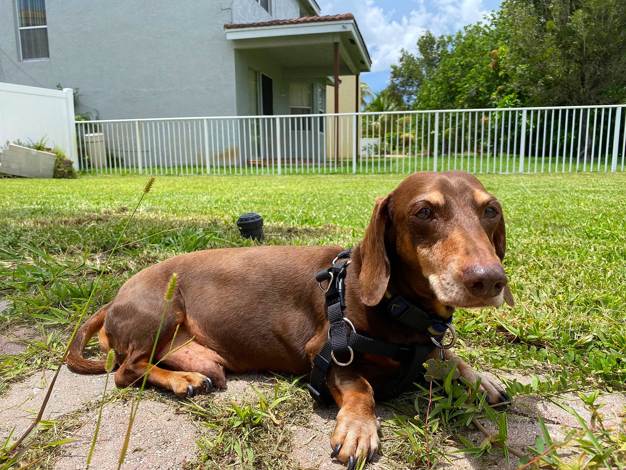 Maverick joined the competition — help win amazing prizes! carnivore, cloud, collar, companion_dog, dog, dog_breed, door, fence, grass, hound, liver, pet_supply, plant, scent_hound, sky, snout, sporting_group, tree, window, working_animal