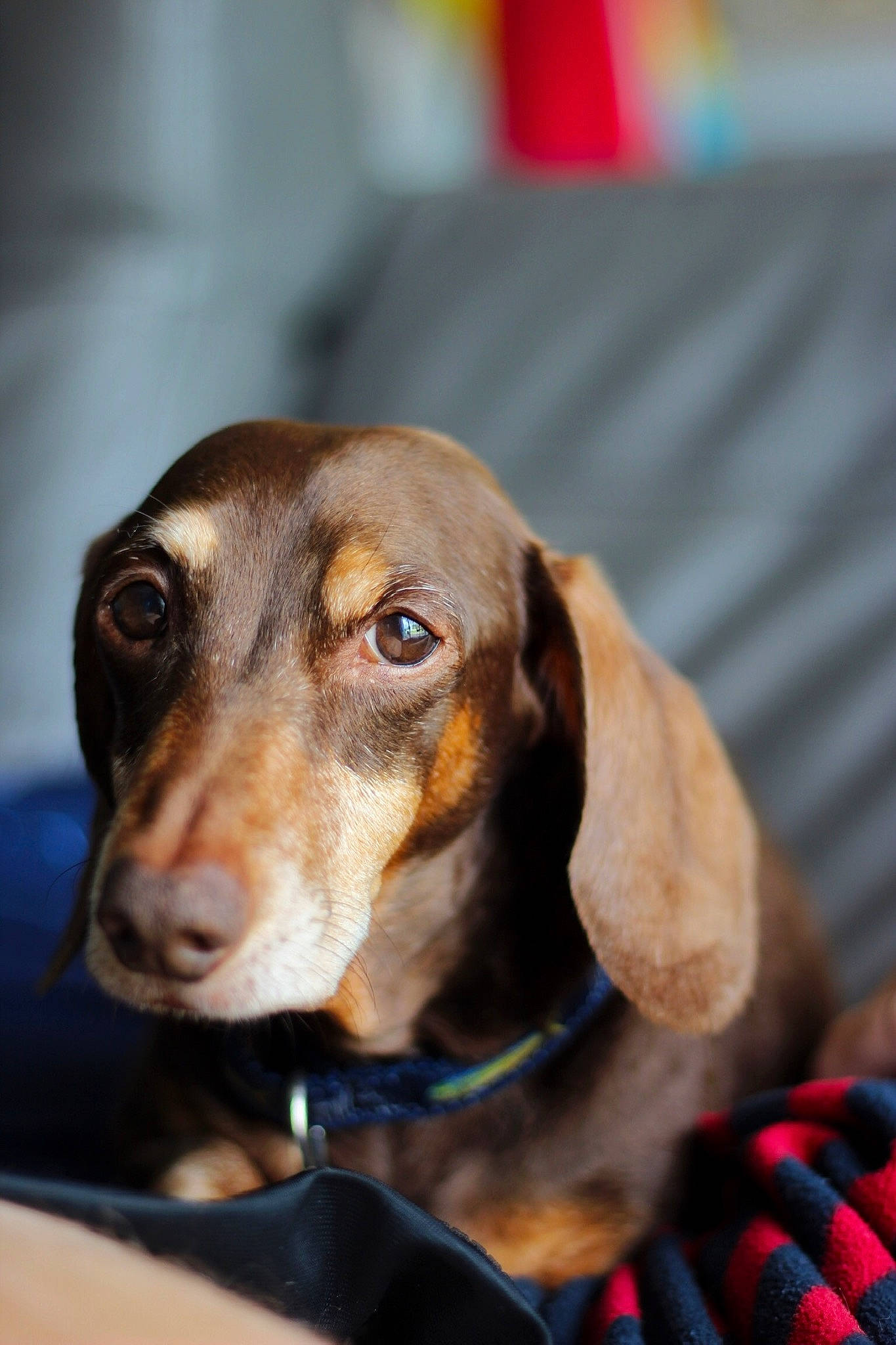 Maverick is registered to the contest to win money with this photo: canidae, carnivore, collar, companion_dog, dog, dog_breed, ear, fawn, fur, hound, hunting_dog, liver, pet_supply, scent_hound, sporting_group, vertebrate, whiskers, working_animal