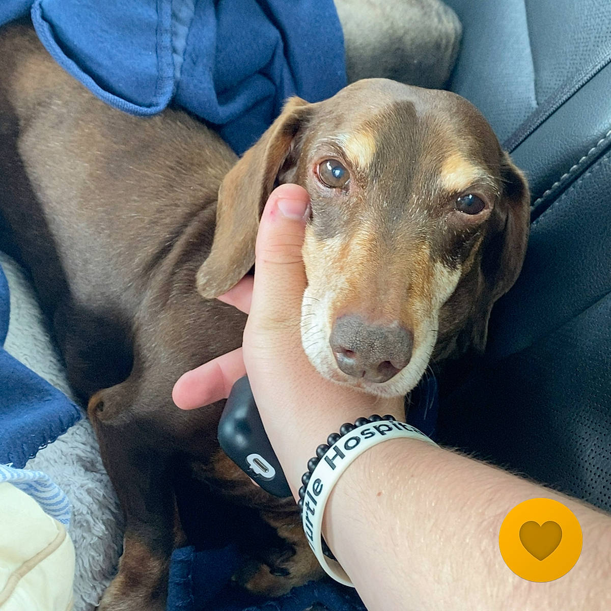 Maverick is registered to the contest to win money with this photo: canidae, carnivore, collar, comfort, companion_dog, dog, dog_breed, fawn, liver, non_sporting_group, pet_supply, selfie, sporting_group, whiskers, working_animal