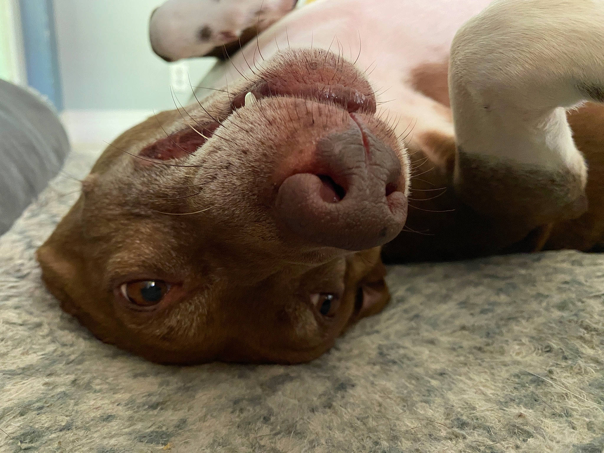 Parker is registered to the contest to win money with this photo: canidae, carnivore, comfort, companion_dog, dog, dog_breed, ear, fawn, felidae, fur, liver, non_sporting_group, snout, sporting_group, terrestrial_animal, whiskers, working_animal, wrinkle