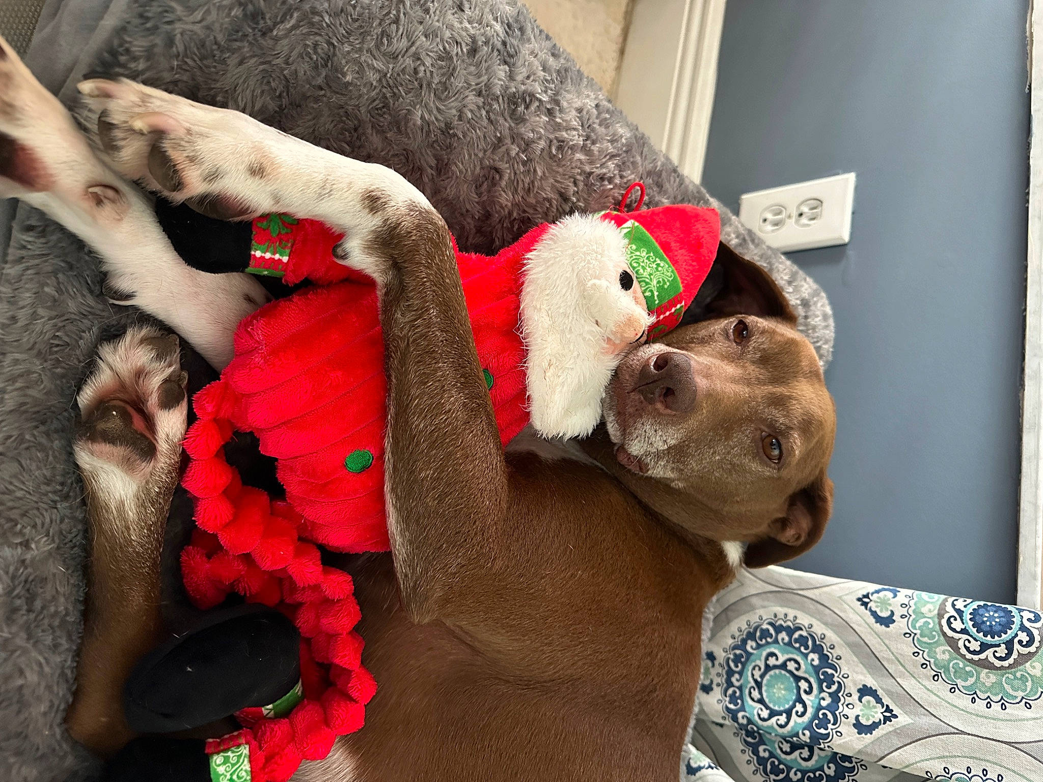 Parker is registered to the contest to win money with this photo: carmine, comfort, companion_dog, dog_breed, fashion_accessory, fawn, flesh, flower, fur, magenta, pattern, plush, room, selfie, snout, stuffed_toy, tradition, visual_arts, wool, working_animal