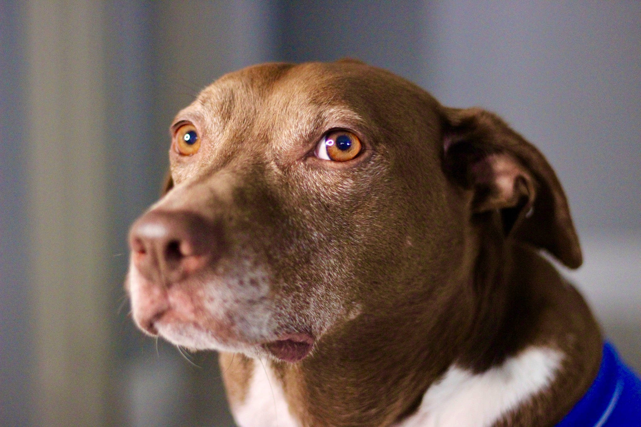 Parker is registered to the contest to win money with this photo: canidae, carnivore, collar, companion_dog, dog, dog_breed, dog_collar, ear, fawn, fur, gun_dog, head, hunting_dog, liver, non_sporting_group, pet_supply, snout, sporting_group, whiskers, working_animal