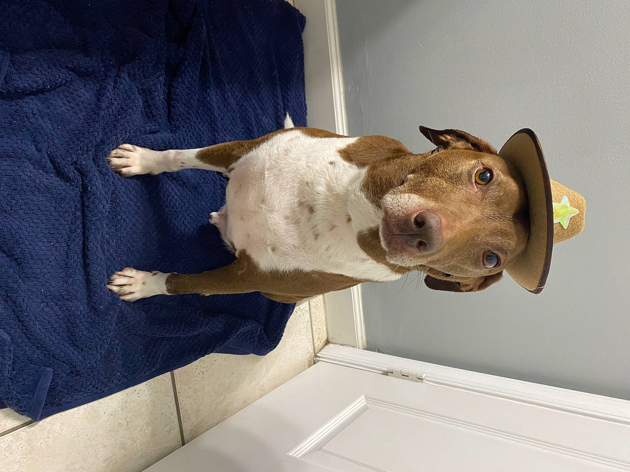 Parker joined the competition — help win amazing prizes! art, canidae, carnivore, ceiling, dog, dog_breed, door, door_handle, fawn, jaw, mammal, non_sporting_group, plaster, sculpture, snout, sporting_group, statue, vertebrate, wood, working_animal