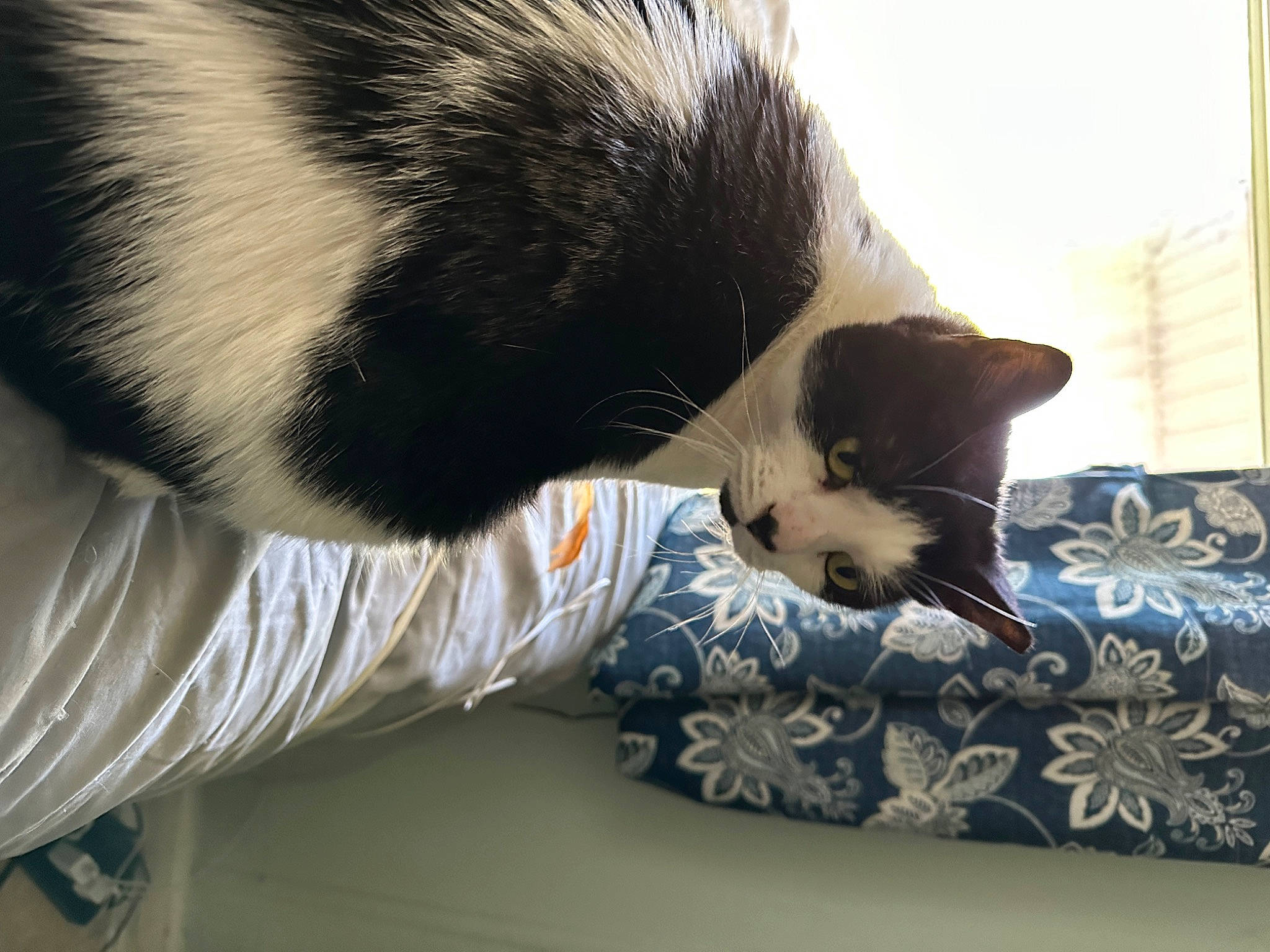 Milo joined the competition — help win amazing prizes! black_cat, carnivore, cat, claw, comfort, domestic_short_haired_cat, eye, felidae, foot, fur, human_leg, mammal, paw, small_to_medium_sized_cats, snout, tail, vertebrate, whiskers, window, window_blind