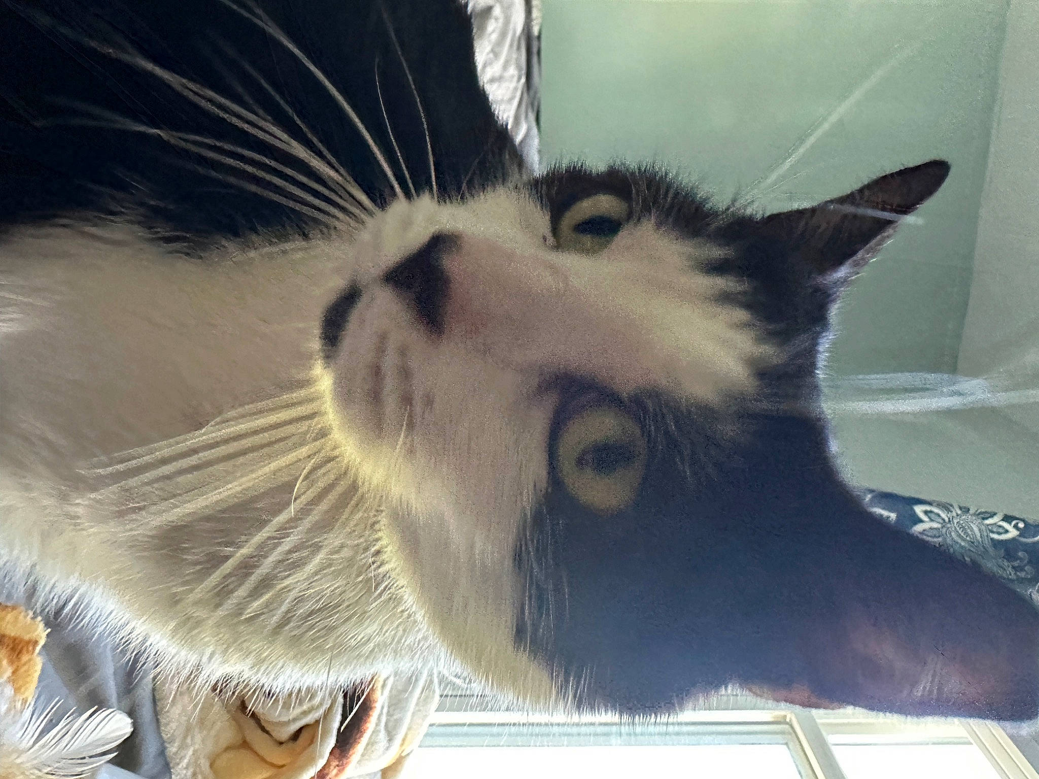 Milo joined the competition — help win amazing prizes! animal_shelter, carnivore, cat, claw, comfort, domestic_short_haired_cat, felidae, fur, nap, paw, small_to_medium_sized_cats, snout, tail, whiskers, window