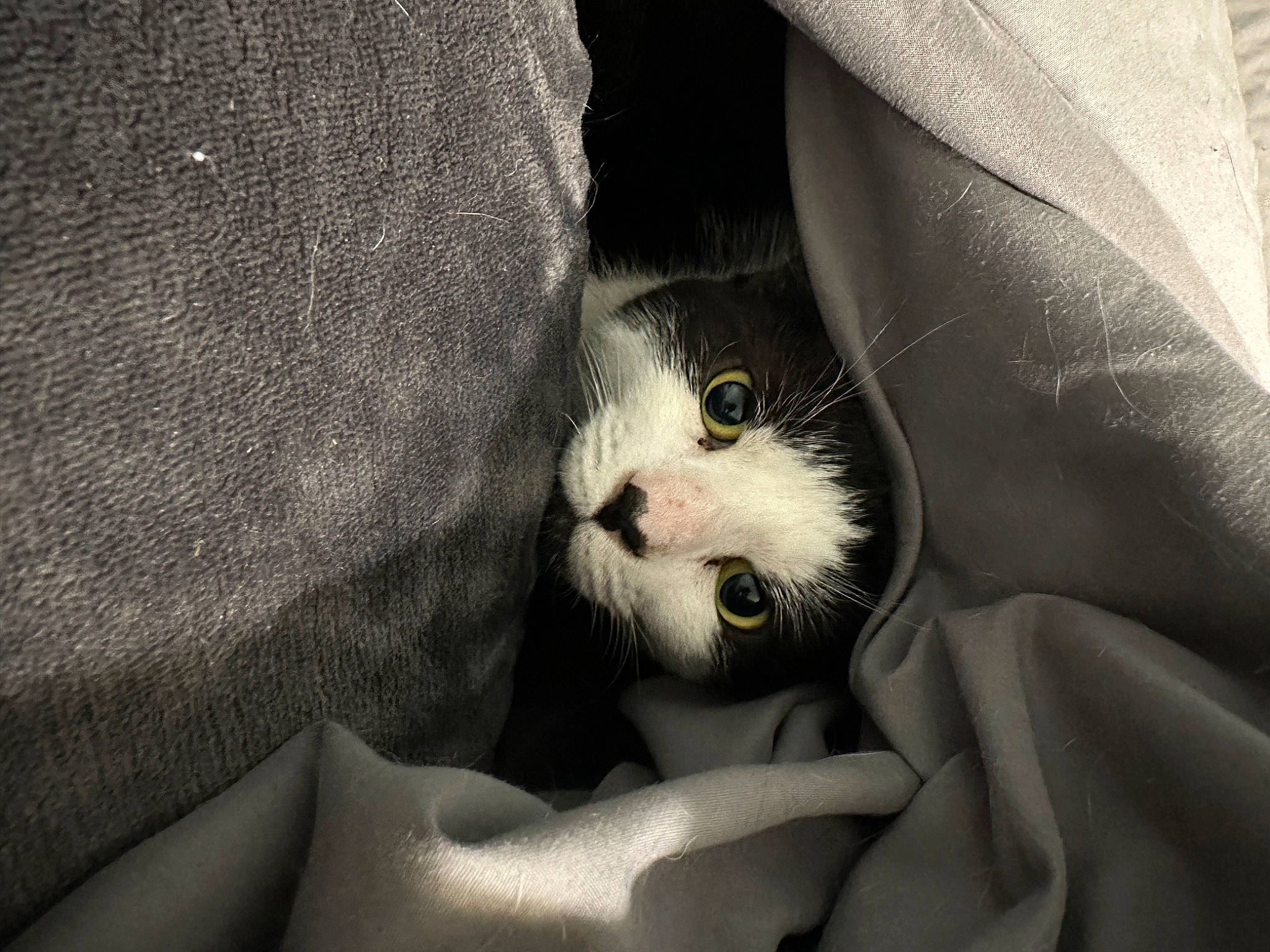 Milo joined the competition — help win amazing prizes! carnivore, cat, comfort, domestic_short_haired_cat, eye, eyelash, felidae, foot, fur, grey, head, human_leg, linens, monochrome, monochrome_photography, nail, paw, small_to_medium_sized_cats, snout, whiskers