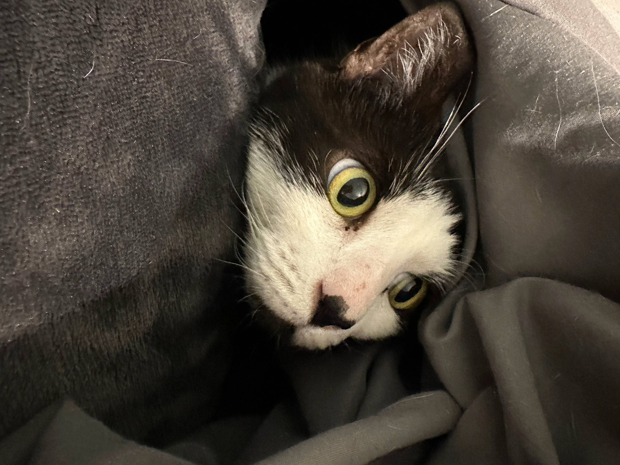 Milo joined the competition — help win amazing prizes! carnivore, cat, comfort, darkness, domestic_short_haired_cat, ear, eyelash, felidae, fur, paw, small_to_medium_sized_cats, snout, tail, whiskers