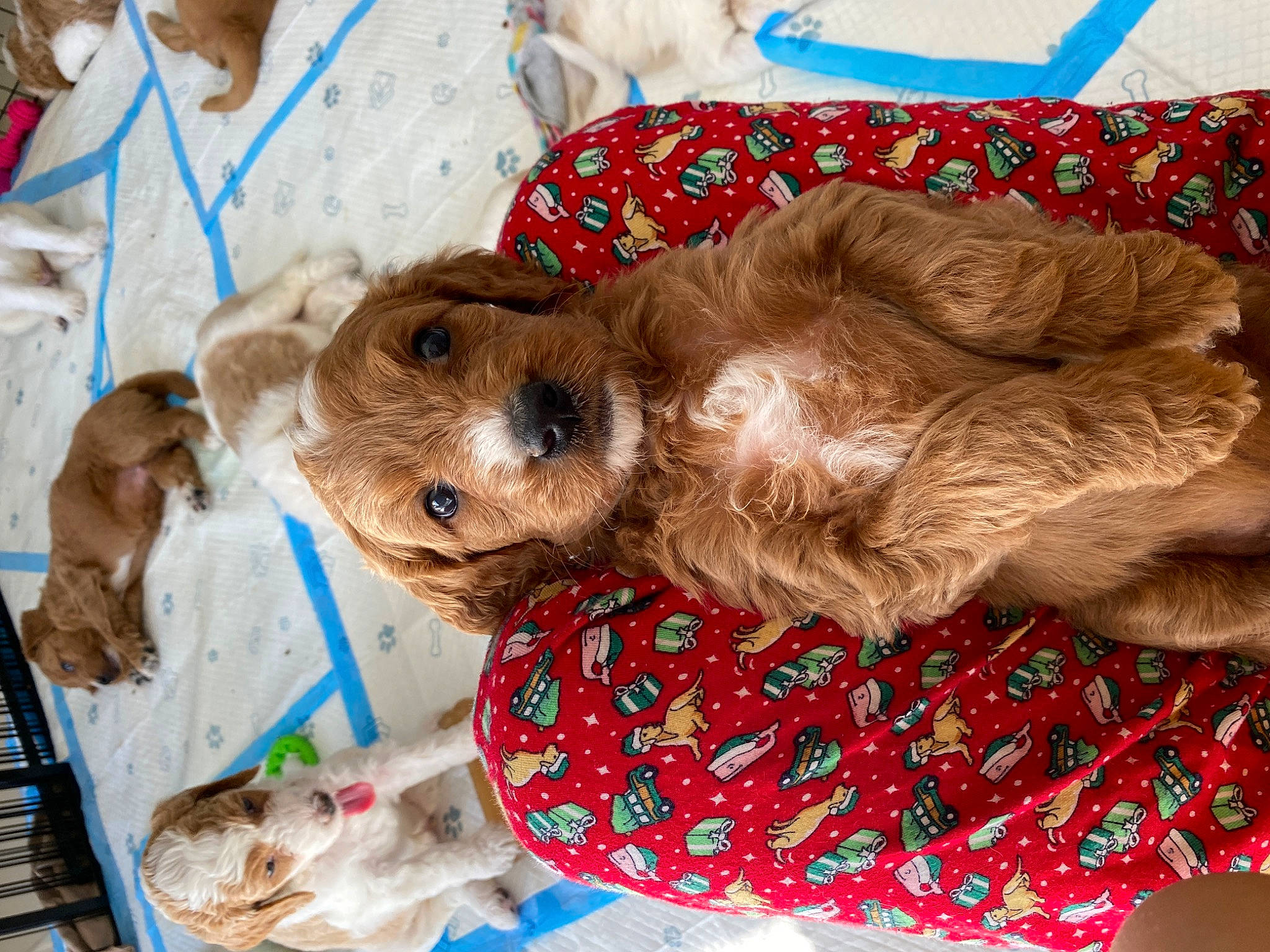 Tito joined the competition — help win amazing prizes! canidae, carnivore, companion_dog, dog, dog_breed, dog_supply, fawn, fur, liver, pattern, snout, sporting_group, terrestrial_animal, toy, working_animal