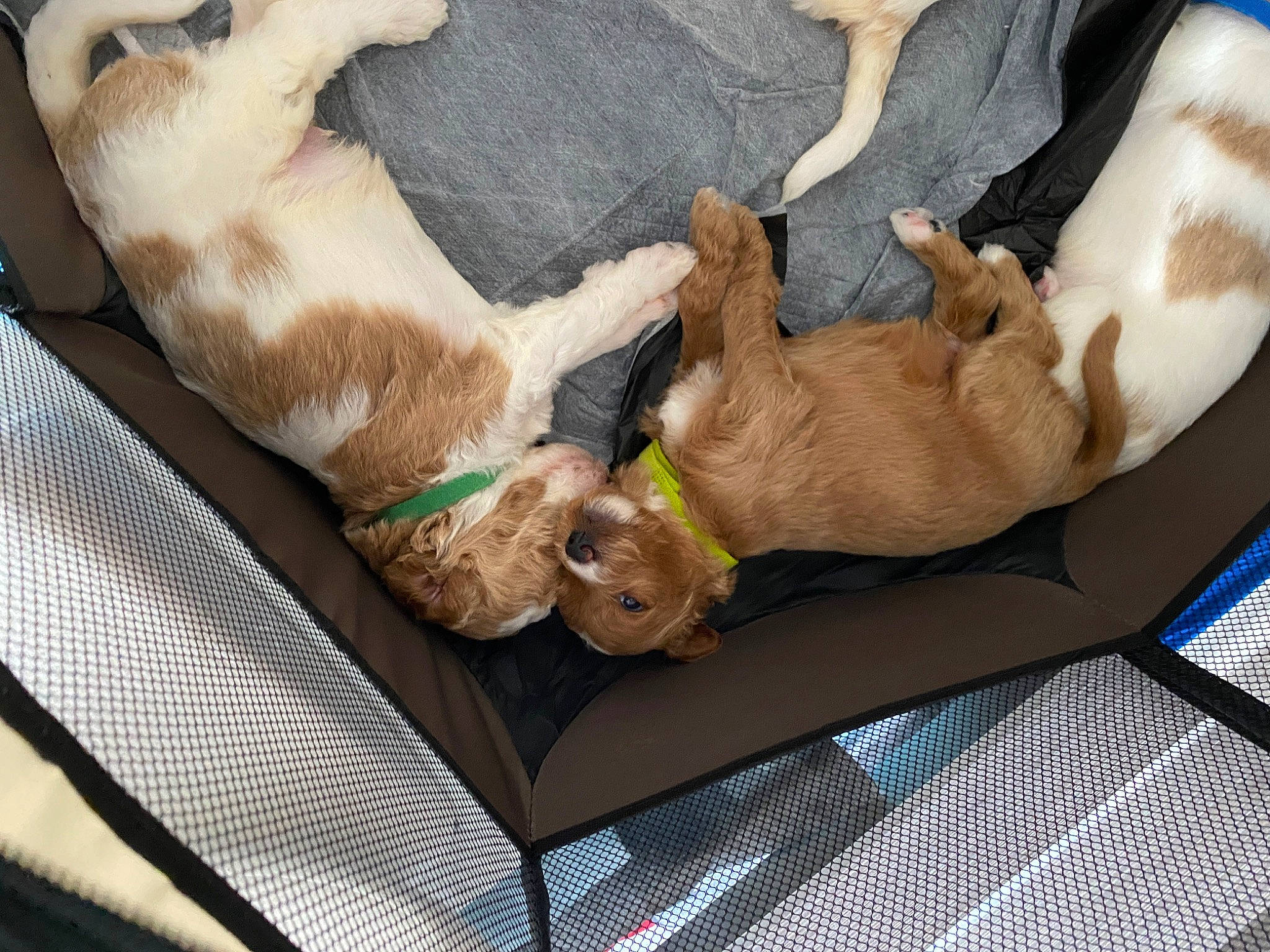 Tito is registered to the contest to win money with this photo: canidae, carnivore, comfort, companion_dog, dog, dog_breed, fawn, felidae, fur, linens, nap, non_sporting_group, paw, small_to_medium_sized_cats, snout, sporting_group, tail, working_animal