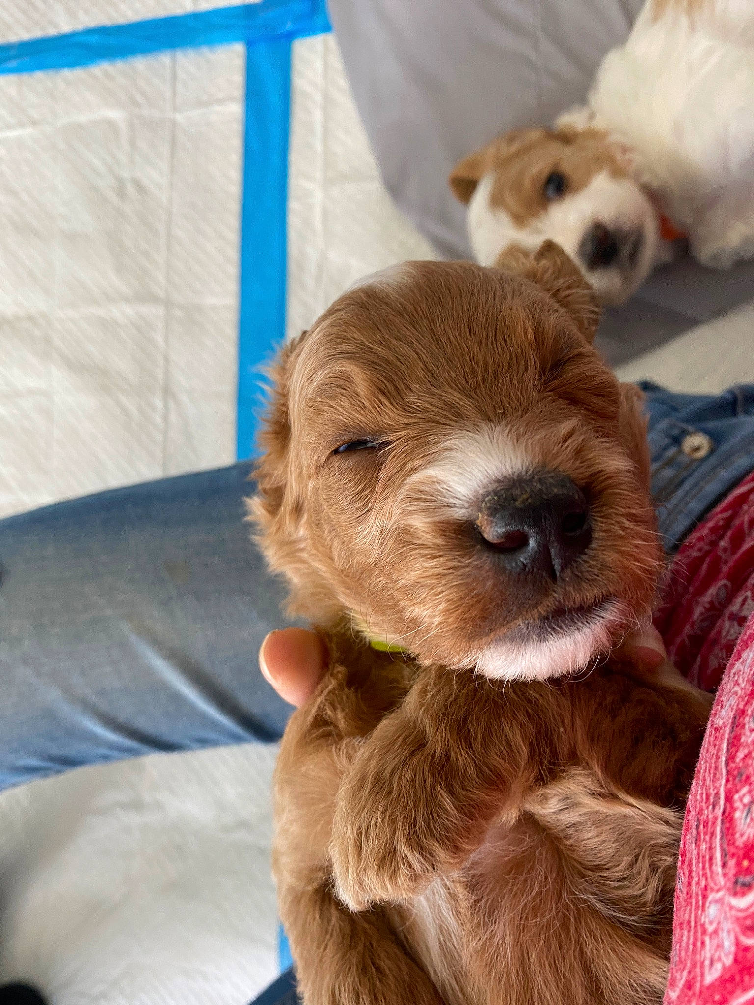 Tito joined the competition — help win amazing prizes! carnivore, cocker_spaniel, companion_dog, dog, dog_breed, dog_supply, fur, liver, pointing_breed, retriever, spaniel, sporting_group, terrestrial_animal, toy_dog, working_animal