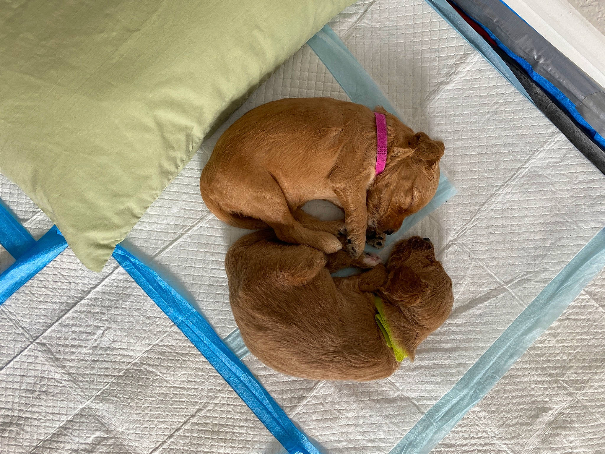 Tito is registered to the contest to win money with this photo: carnivore, collar, comfort, companion_dog, dog, dog_breed, dog_supply, fawn, felidae, floor, flooring, hardwood, liver, paw, pet_supply, small_to_medium_sized_cats, snout, tail, wood, working_animal