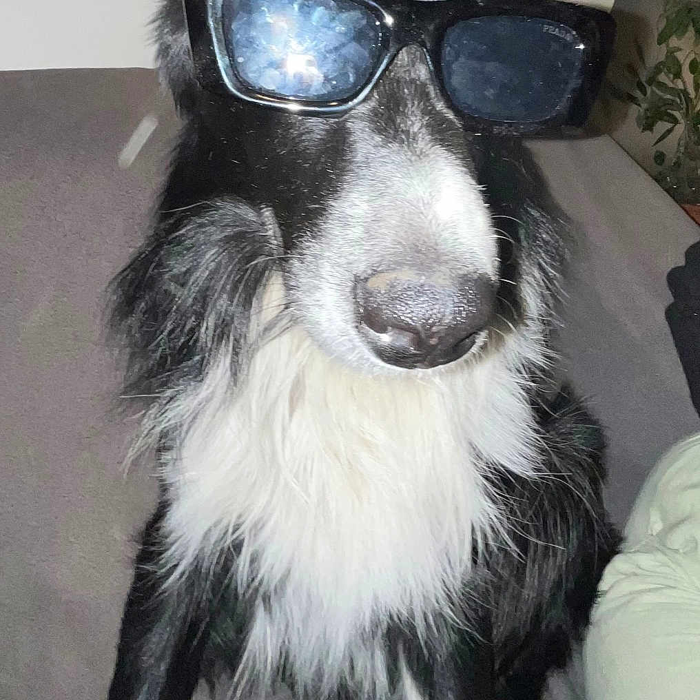 Saïan participe au concours pour gagner de l'argent avec cette photo : accessories, animal, canine, collie, couch, cushion, dog, face, furniture, glasses, goggles, head, homedecor, hound, person, pet, photography, portrait, puppy, sunglasses