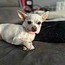 chihuahua, dog, small_dog, cream_coat, pink_collar, pet, animal, portrait, close_up, indoors, couch, furniture, resting, lying_down, crossed_paws, large_ears, brown_eyes, black_nose, soft_focus, home