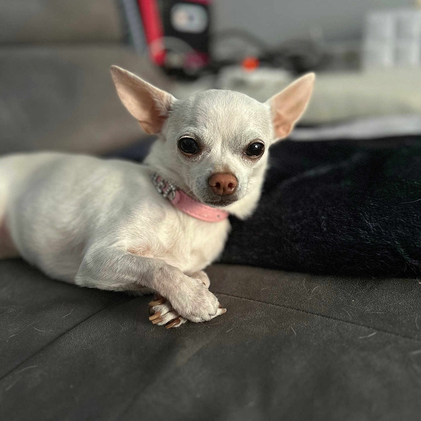 Scarlett a rejoint le concours — aidez-le/la à gagner de superbes lots ! chihuahua, dog, small_dog, cream_coat, pink_collar, pet, animal, portrait, close_up, indoors, couch, furniture, resting, lying_down, crossed_paws, large_ears, brown_eyes, black_nose, soft_focus, home