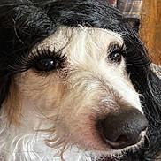 Moe is registered to the contest to win money with this photo: black_and_white, black_fur, brown_eyes, canine, close_up, costume, dog, false_eyelashes, funny, glamorous, humorous, indoor, large_nose, long_hair, plaid, portrait, shaggy_fur, surprised, white_fur, wig