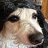 black_and_white, black_fur, brown_eyes, canine, close_up, costume, dog, false_eyelashes, funny, glamorous, humorous, indoor, large_nose, long_hair, plaid, portrait, shaggy_fur, surprised, white_fur, wig