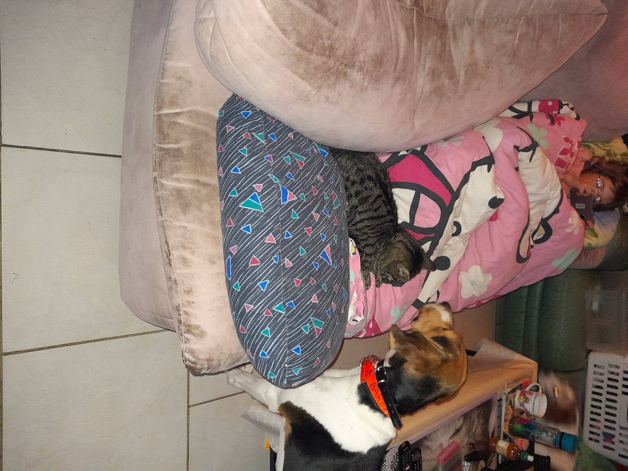 Lucie a rejoint le concours — aidez-le/la à gagner de superbes lots ! carnivore, companion_dog, dog, dog_breed, eyewear, fashion_accessory, fawn, fur, pattern, person, room, sleeve, sporting_group, sunglasses, toddler, visual_arts