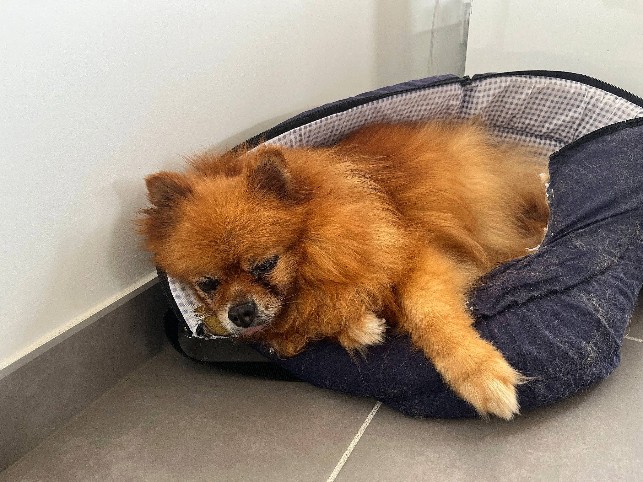 Cleo a rejoint le concours — aidez-le/la à gagner de superbes lots ! canidae, carnivore, comfort, companion_dog, dog, dog_breed, fur, german_spitz, german_spitz_mittel, liver, non_sporting_group, paw, spitz, sporting_group, terrestrial_animal, toy_dog, volpino_italiano, whiskers, wildlife, windscreen_wiper