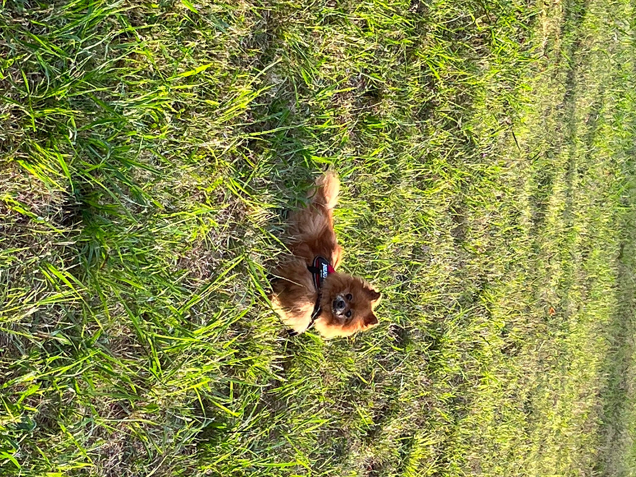 Cleo participe au concours pour gagner de l'argent avec cette photo : beak, carnivore, fawn, forest, grass, grass_family, groundcover, jungle, natural_landscape, people_in_nature, plant, shrub, tail, terrestrial_animal, terrestrial_plant, tree, trunk, vegetation, wildlife, wood