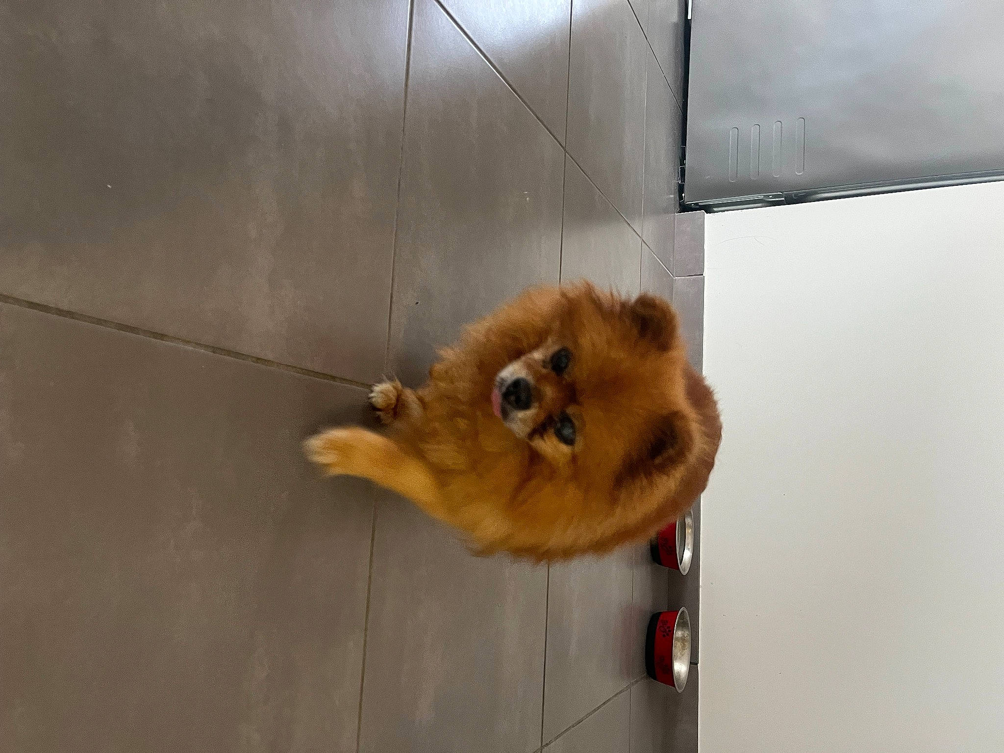 Cleo a rejoint le concours — aidez-le/la à gagner de superbes lots ! canidae, carnivore, companion_dog, dog, dog_breed, fawn, flooring, fur, german_spitz, german_spitz_klein, hardwood, liver, non_sporting_group, paw, snout, spitz, sporting_group, volpino_italiano, wood, working_animal