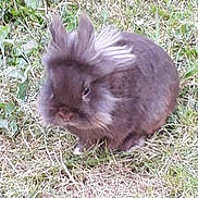 Guismo a rejoint le concours — aidez-le/la à gagner de superbes lots ! domestic_rabbit, fauna, grass, hare, rabbit, rabits_and_hares, snout, whiskers