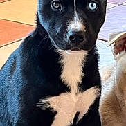 Ruby participe au concours pour gagner de l'argent avec cette photo : animal, appenzeller, ball, bostonbull, boxer, bulldog, canine, chihuahua, dog, frenchbulldog, hound, husky, labradorretriever, pet, pitbull, policedog, puppy, snout, sport, tennis