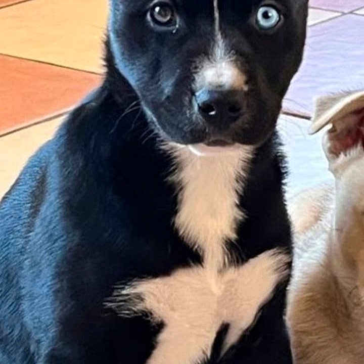 Ruby participe au concours pour gagner de l'argent avec cette photo : animal, appenzeller, ball, bostonbull, boxer, bulldog, canine, chihuahua, dog, frenchbulldog, hound, husky, labradorretriever, pet, pitbull, policedog, puppy, snout, sport, tennis