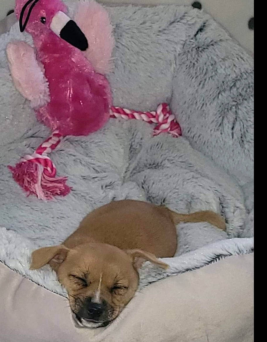 Callie joined the competition — help win amazing prizes! art, beak, canidae, carmine, carnivore, comfort, companion_dog, dog, dog_breed, dog_supply, fawn, linens, paw, pet_supply, plush, sporting_group, stuffed_toy, tail, toy, working_animal