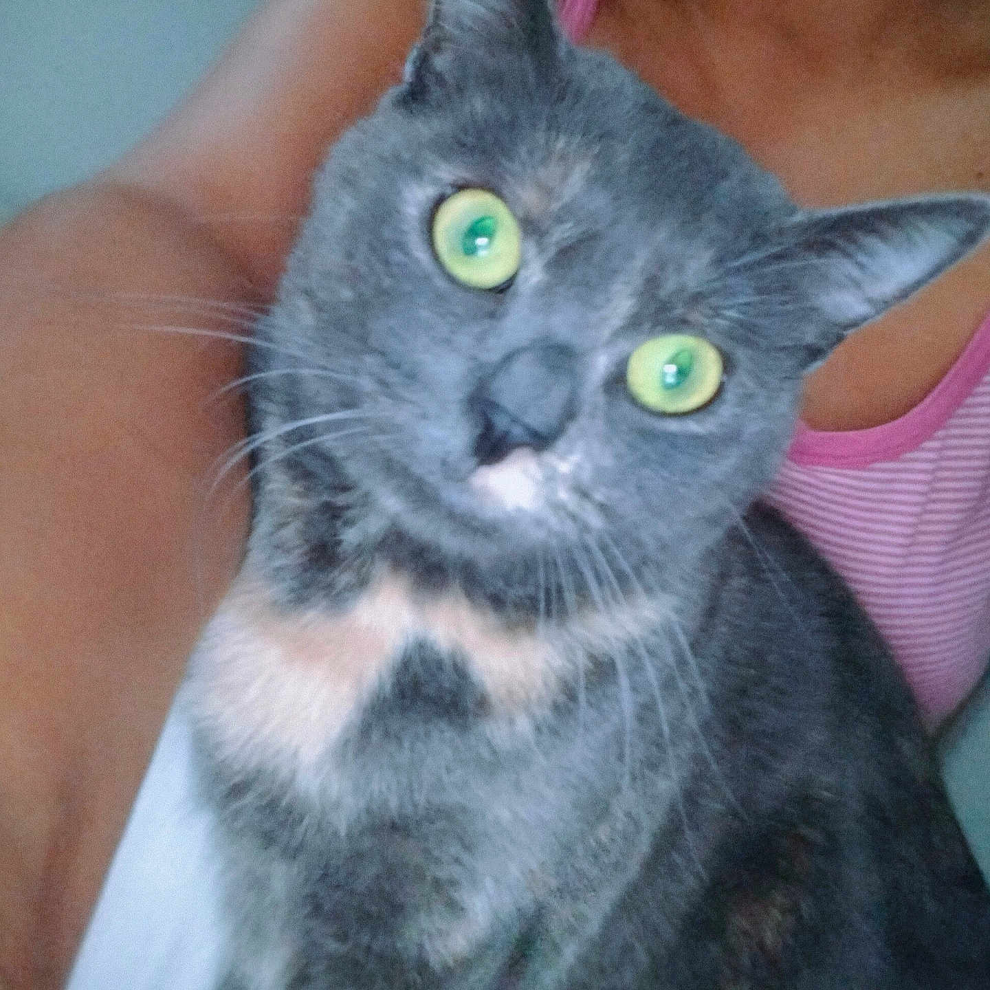 Maya