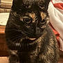 Rosalie participe au concours pour gagner de l'argent avec cette photo : cat, tortoiseshell, indoor, pet, feline, closeup, whiskers, fur, ears, eyes, face, animal, cozy, blanket, book, table, domestic, cute, portrait, sitting