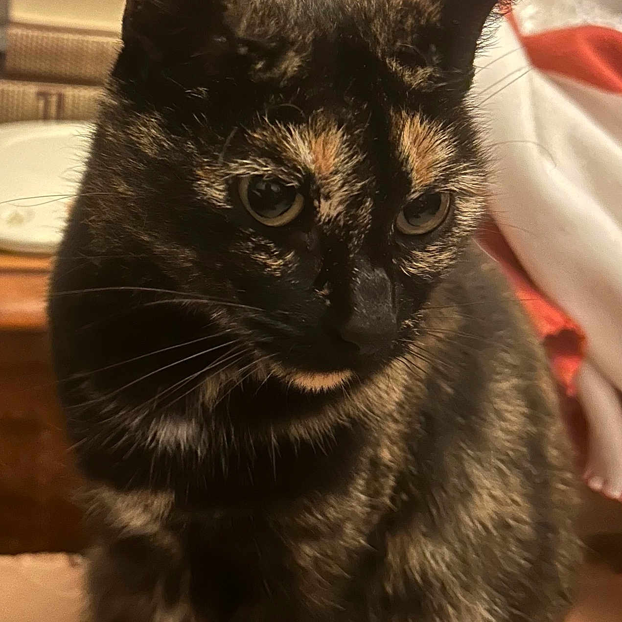 Rosalie participe au concours pour gagner de l'argent avec cette photo : animal, blanket, book, cat, closeup, cozy, cute, domestic, ears, eyes, face, feline, fur, indoor, pet, portrait, sitting, table, tortoiseshell, whiskers