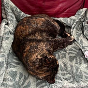 Rosalie a rejoint le concours — aidez-le/la à gagner de superbes lots ! cat, tortoiseshell_cat, blanket, red_leather, chair, fur, sleeping, cozy, indoor, pet, animal, resting, comfort, soft_texture, patterned_blanket, relaxation, cute, domestic_cat, cuddly, warmth