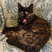Rosalie participe au concours pour gagner de l'argent avec cette photo : animal, blanket, cat, cozy, cute, domestic, ears, feline, fur, indoor, licking, paws, pet, relaxed, resting, soft, tail, texture, tortoiseshell, whiskers