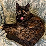 cat, tortoiseshell, pet, animal, feline, licking, fur, cute, domestic, cozy, blanket, soft, resting, indoor, whiskers, ears, tail, paws, relaxed, texture
