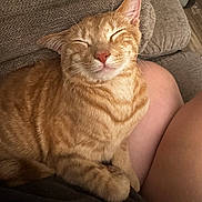 Xander is registered to the contest to win money with this photo: cat, couch, cozy, domestic_cat, ears, feline, furniture, indoor, lap, orange_tabby, paw, person, pet, purple, relaxed, skin, sleeping, toy, whiskers, wood_floor