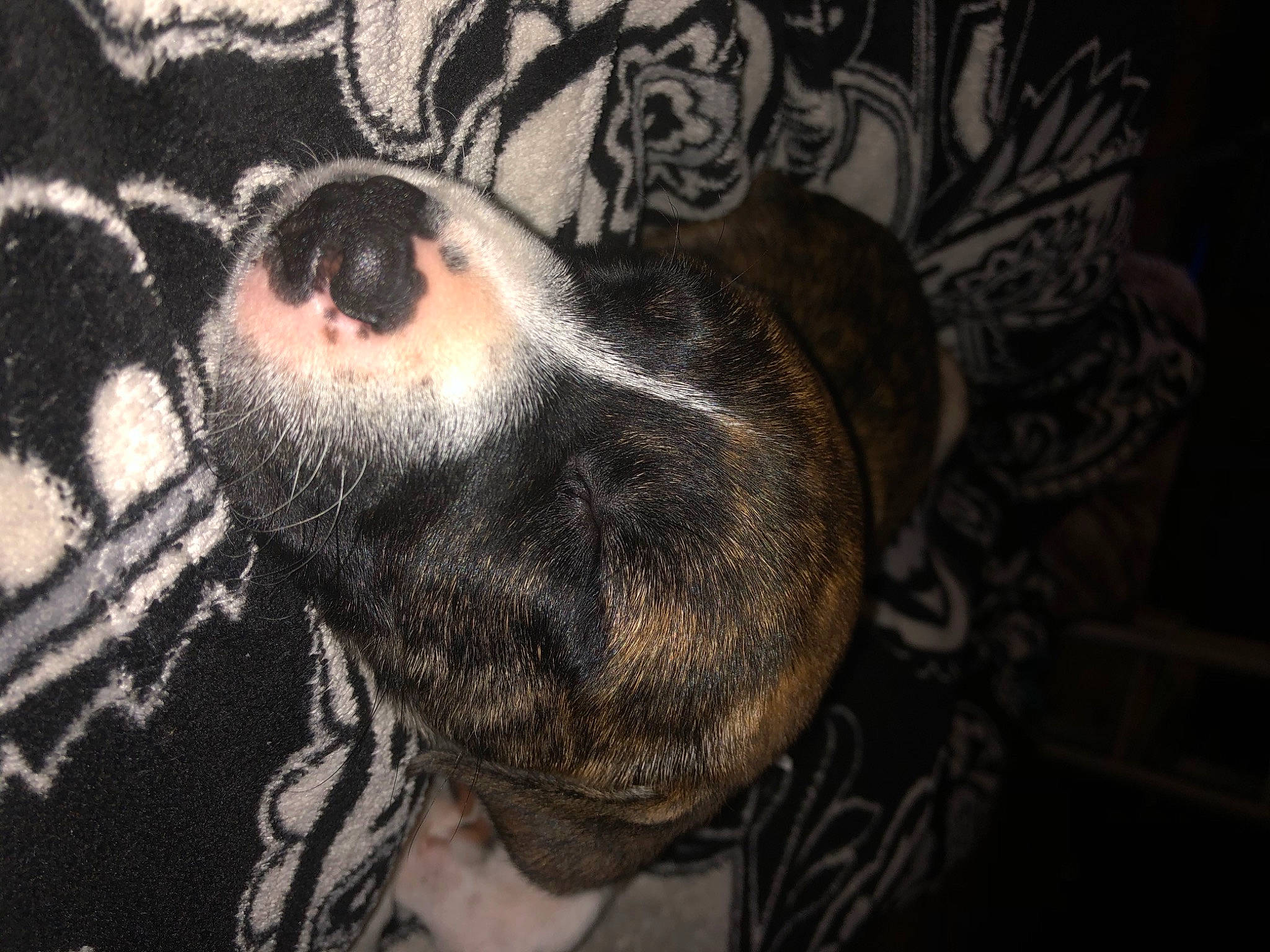 Diva is registered to the contest to win money with this photo: boston_terrier, canidae, carnivore, fawn, fur, mammal, non_sporting_group, nose, snout, whiskers