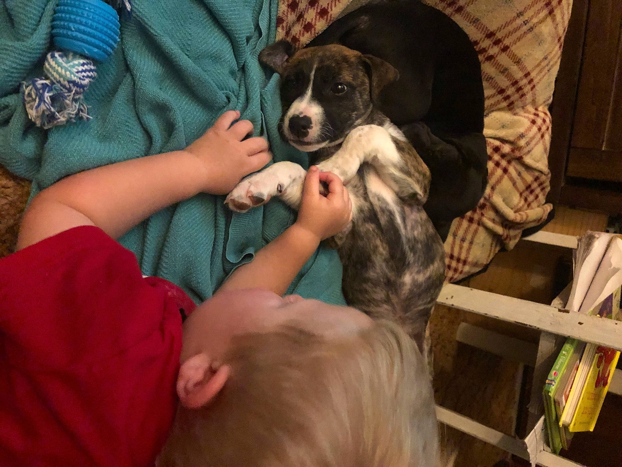 Diva is registered to the contest to win money with this photo: canidae, carnivore, companion_dog, dog, dog_breed, mammal, puppy, puppy_love, sporting_group, vertebrate