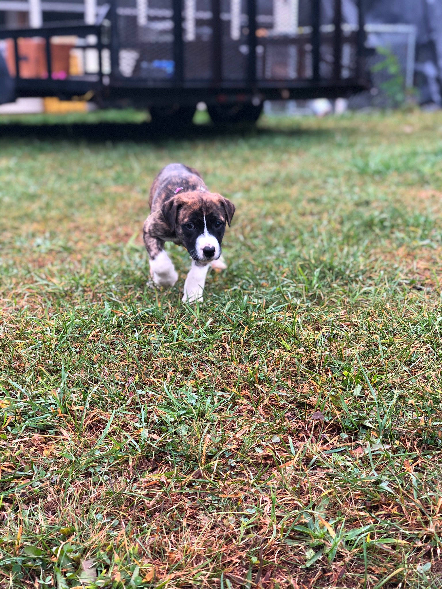Diva is registered to the contest to win money with this photo: canidae, carnivore, companion_dog, dog, dog_breed, english_springer_spaniel, grass, mammal, miniature_australian_shepherd, puppy, sporting_group, vertebrate