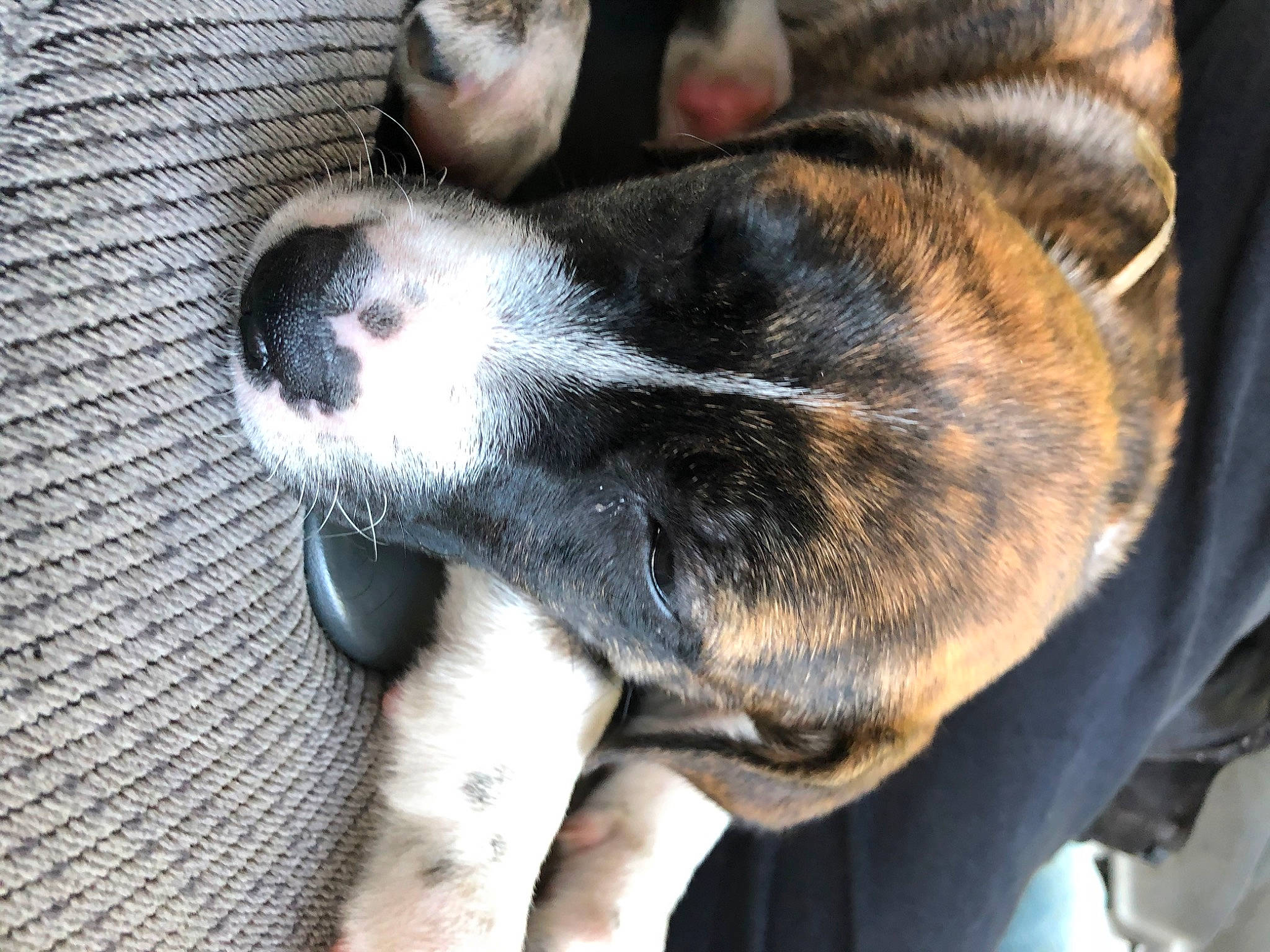 Diva joined the competition — help win amazing prizes! canidae, carnivore, dog, dog_breed, mammal, puppy, rafeiro_do_alentejo, snout