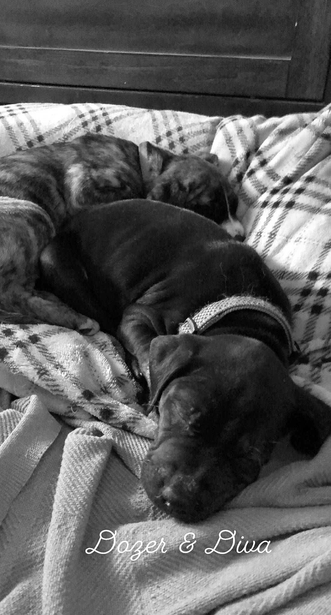 Dozer is registered to the contest to win money with this photo: black_and_white, canidae, carnivore, companion_dog, dog, dog_breed, nap, sleep, sporting_group